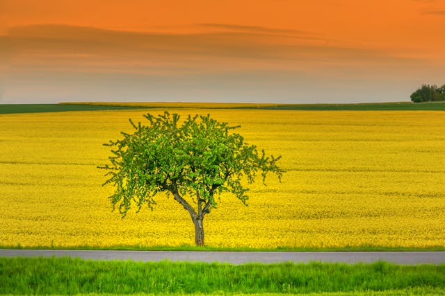 Baum vor einem Rapsfeld.